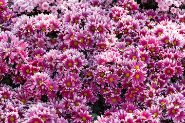 Floral background Lot pink flowers