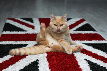 A cute tabby cat is sitiing on the carpet with british flag, relaxing, licking its genitals and is ...