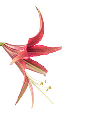 Beautiful flowers of the bulbous plant Hippeastrum. Red flowers on a white background. Isolated hippeastrum inflorescence. Hippeastrum La Paz.