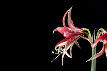 Beautiful flowers of the bulbous plant Hippeastrum. Red flowers on a black background. Isolated hippeastrum inflorescence. Hippeastrum La Paz.
