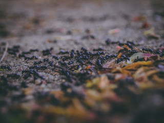 Lots of black ants on the ground 