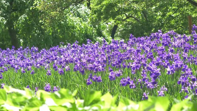 Amazing purple spring flower in the morning time. Beautiful violet field of blooming flowers landscape. Magic fantastic forest with meadow of violet plants.