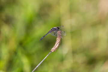Die Libelle