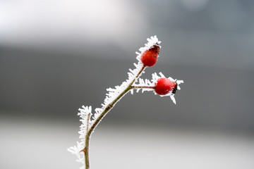 Frost, Winter, Eiskristalle