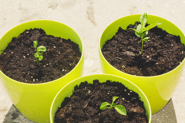 a lot of vases with a little lemon.