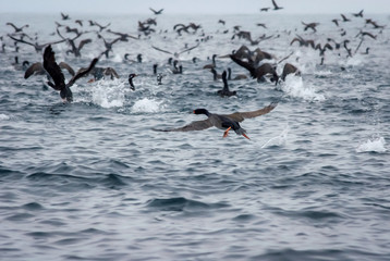 Guanay Cormorant (Leucocarbo bougainvillii) also known as Guanay Shag in flight and taking off from sea at Ballestas Islands, Paracas Peninsula, Peru.