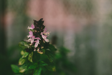 green basil spices. flower plants
