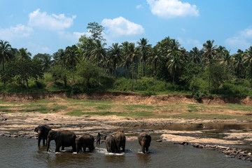 In the river there are seven elephants, they drink water. With the elephant driver. In the...