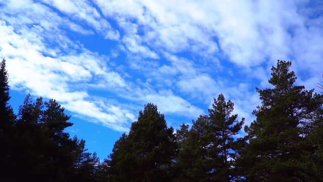 fast moving white clouds in the sky over the forest