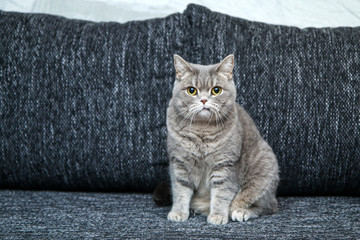 The cute british cat on the sofa, looking a bit sceptical and nervous, as it has crooked mouth. 