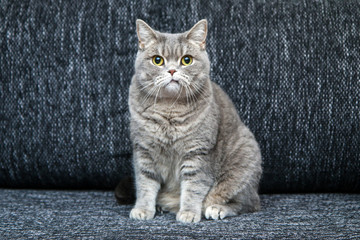 The cute british cat on the sofa, looking a bit sceptical and nervous, as it has crooked mouth. 
