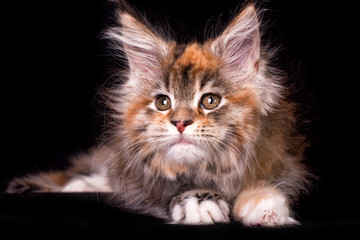 Adorable cute maine coon kitten on black background in studio, isolated.