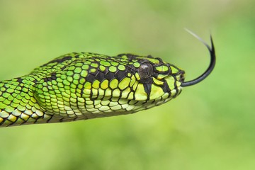 Green Pit Viper Snake