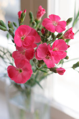 Beautiful small bouquet of bright pink carnations (Dianthus) in the glass vase on the window