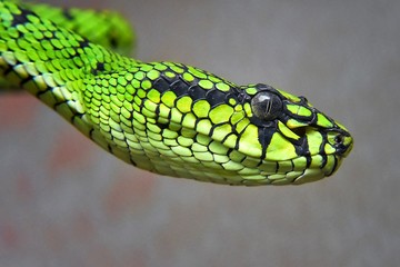 Green Pit Viper Snake