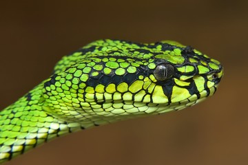 Obraz premium Green Pit Viper Snake