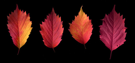 Autumn colorful leaves on a black background.