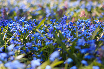 Close up of the field of blue snowdrops in Tartu, Estonia, during the spring