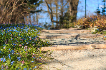 Footpath with the blue snowdrops on the side in Tartu, Estonia, during the spring
