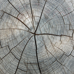 Fototapeta premium old wood texture of tree stump