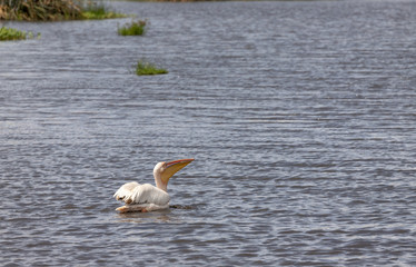 Ngorongoro Crater Safari /pelican 