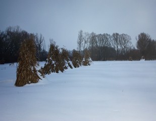 Snowy field with sheaves of maize