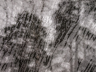 Pine behind the window sweaty glass