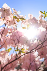 Pink rhododendron's blooming in Estonia during sunny day in May. Sunshine is going through the petals, blue sky is on the background
