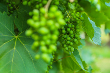 A detail of unripe grapes hanging on the plant. 