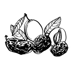 Prunes and plums vector hand drawn illustration. Ink sketch of nuts. Hand drawn vector illustration. Isolated on white background.