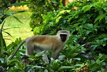 Monkey in greenery