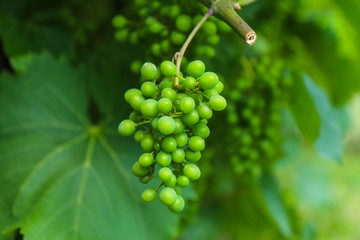 A detail of unripe grapes hanging on the plant. 