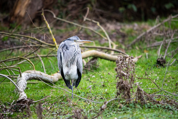 Gray Heron