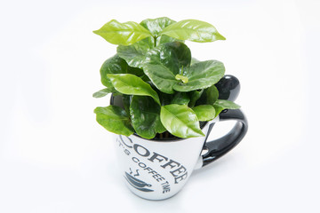 A picture of the coffee tree Growing from the porcelain cup. The plant is fresh green. Symbolizes ecology, raw product.   