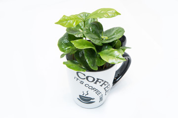A picture of the coffee tree Growing from the porcelain cup. The plant is fresh green. Symbolizes ecology, raw product.   