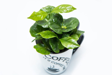 A picture of the coffee tree Growing from the porcelain cup. The plant is fresh green. Symbolizes ecology, raw product.   