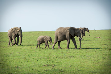 herd of elephants in kenya