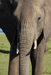 Closeup of an elephant in the wild