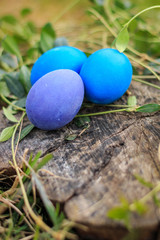 Three blue and violet colored Easter eggs in the grass on the natural wooden background
