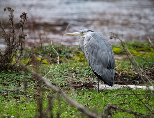 Gray Heron