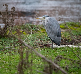Gray Heron