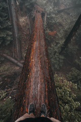 fallen tree over valley