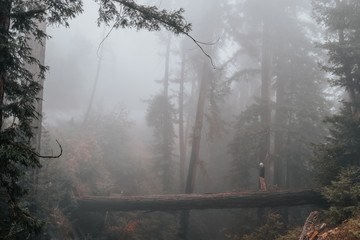 Man on fallen tree