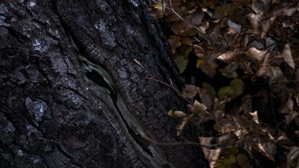 Obraz premium Rinde und Blätter