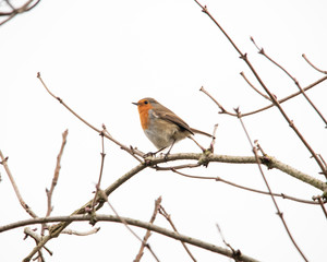 Robin bird on a branch