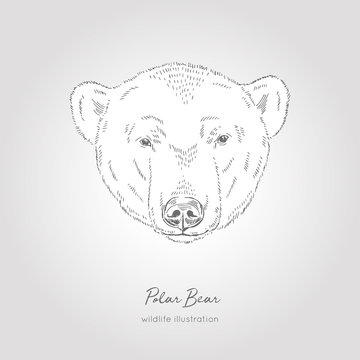 Hand drawn Sketch Head of Polar Bear. Vector illustration