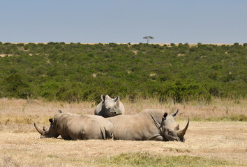Nashörner ruhen in Kenia © dieter76