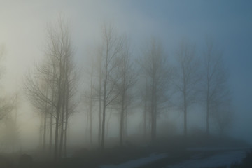 Fototapeta na wymiar A picture of some trees on a small hill standing in the morning mist. Look mysterious and enigmatic. 