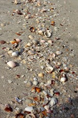 sea shells on the beach