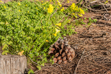 The yellow flowers Oxalis pes-caprae goats-foot and one brown bump and one gray stump on the brown pine needles background